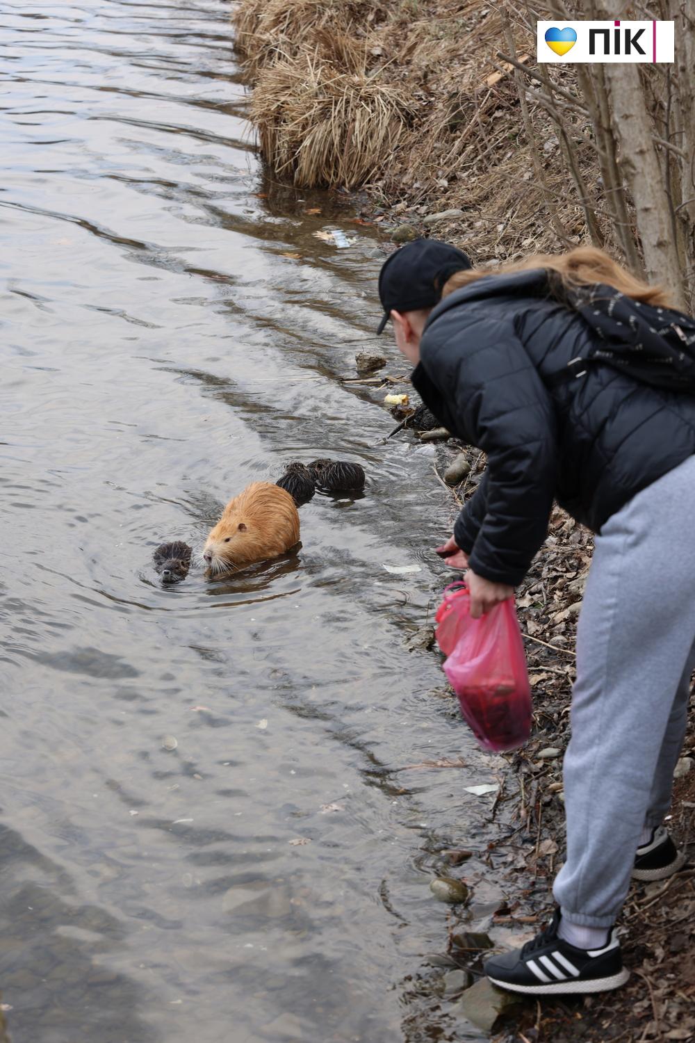 Нутрії: маленькі та великі жителі на міському озері у Франківську (ФОТО) 35 G71A7457 resize