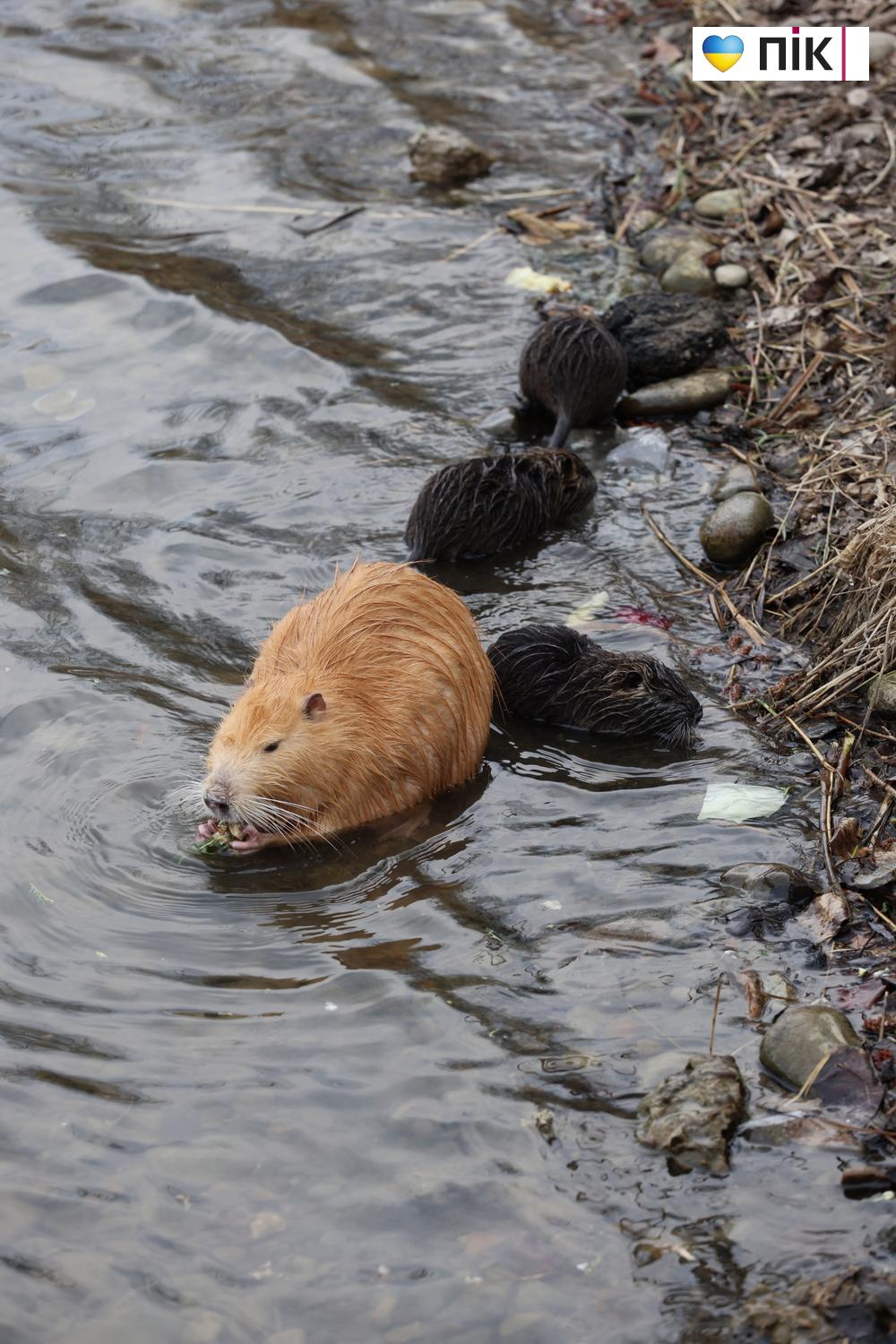 Нутрії: маленькі та великі жителі на міському озері у Франківську (ФОТО) 36 G71A7507 resize