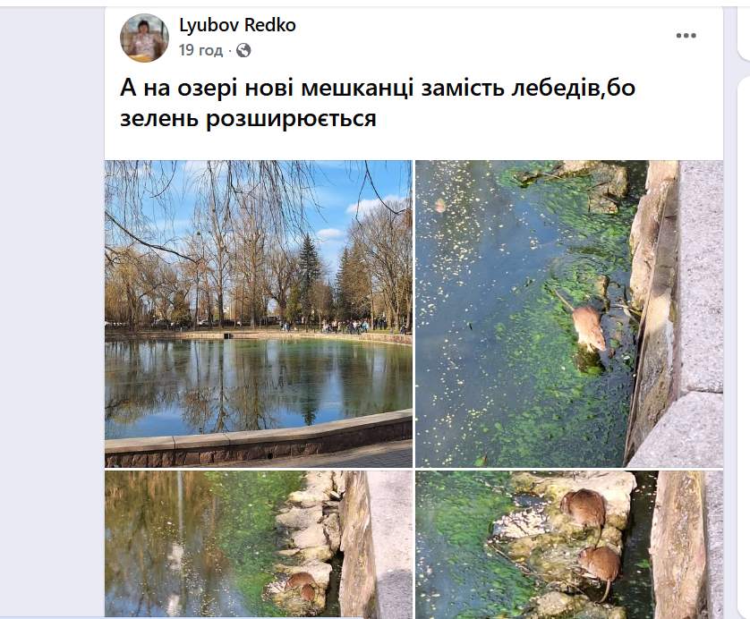 Чому "зацвіло" озеро в Івано-Франківську? (ФОТО) 1 Znimok ekrana 2026 03 23 125907
