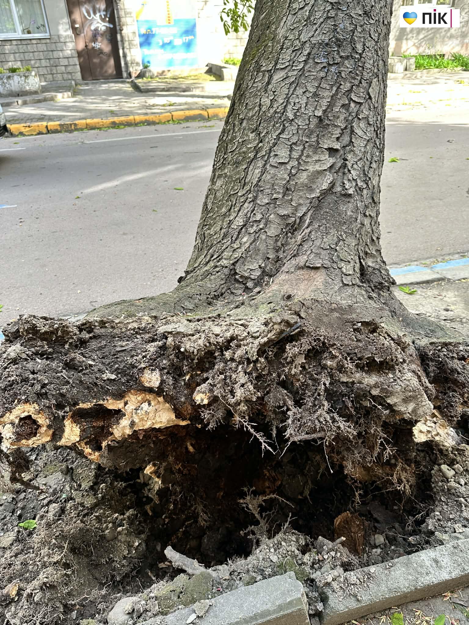 У Франківську буревій повалив дерево в центрі міста (ДОПОВНЕНО) 4 1d427fb0 1498 40a5 ba67 c3b2a7a312ff