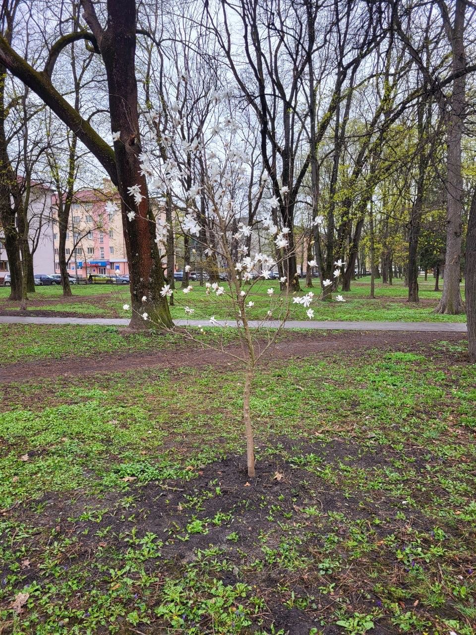 У Франківську планують висадити понад 160 дерев: мешканцям роздали перші саджанці 4 668594698 1538443614949695 1159212565163167119 n