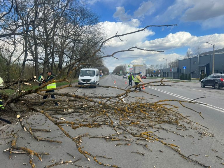 Сильний вітер повалив дерево на Тисменицькій трасі (ФОТО) 7 668678016 1247472267546061 7223343933371637951 n