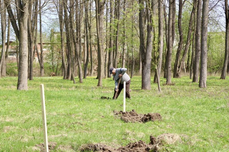 У парку в Коломиї висадили майже 50 молодих дубів (ФОТО) 11 674449402 1711299277666445 3560605148294415736 n