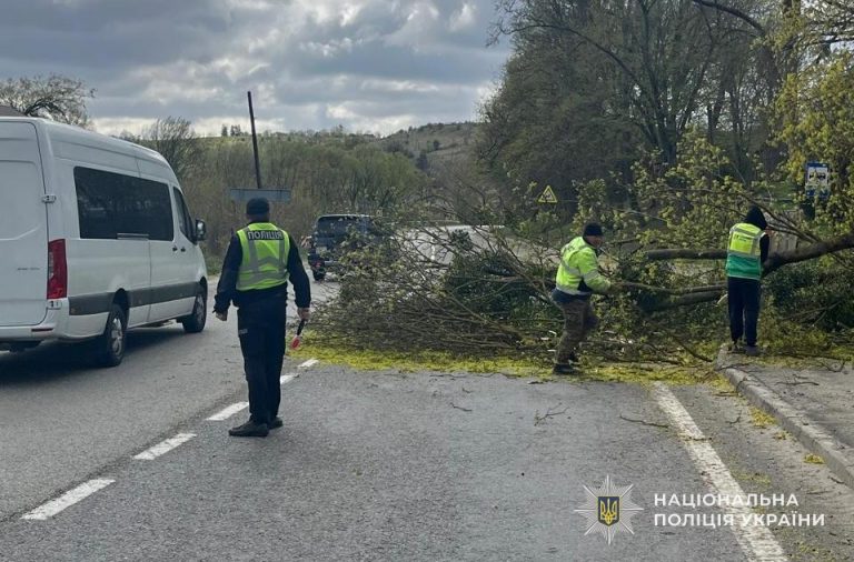 Буревій на Львівщині: на трасі дерево впало на вантажівку, водія госпіталізували (ФОТО) 6 678837352 1401564565348644 5317347460418040835 n