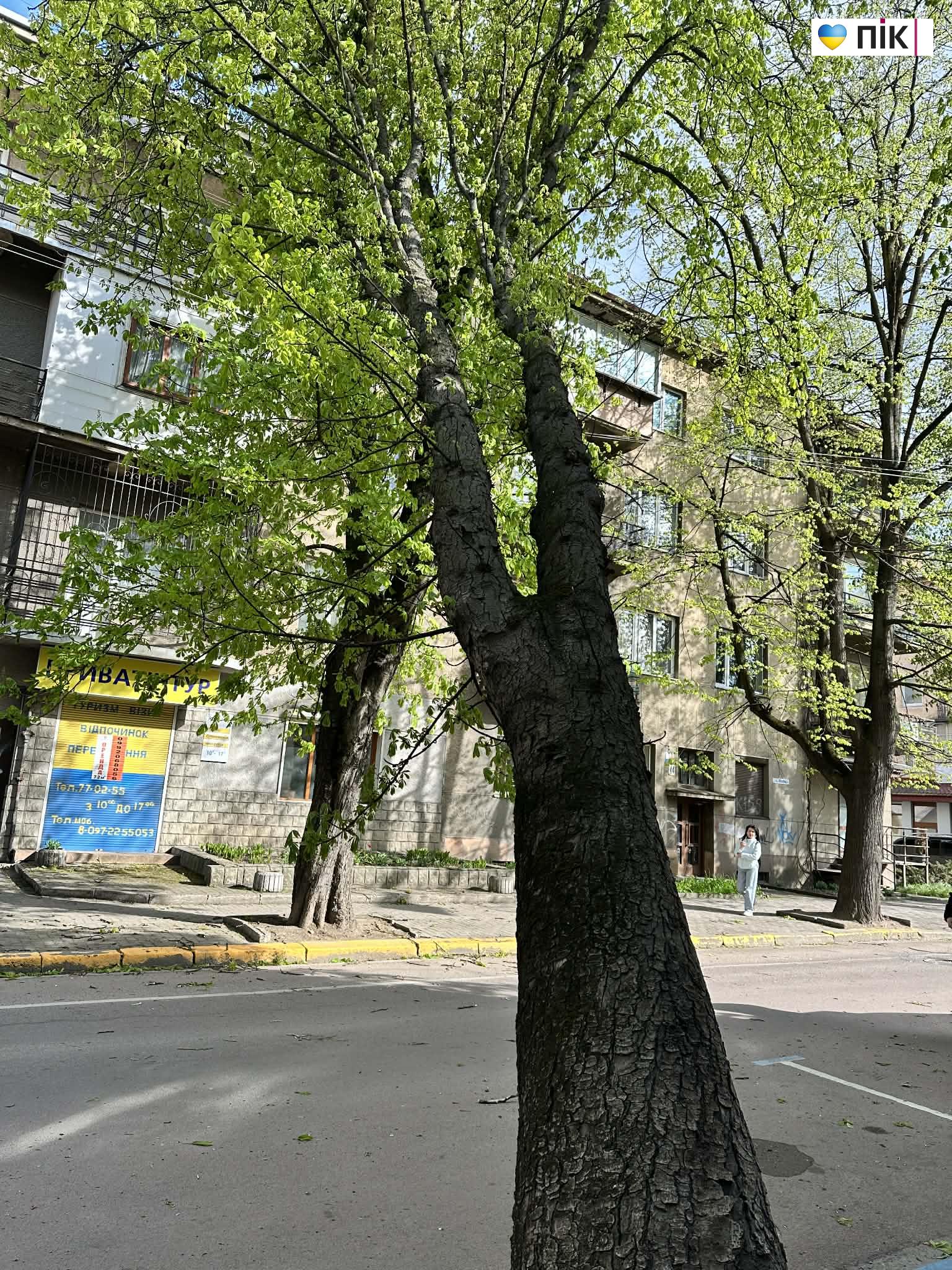 У Франківську буревій повалив дерево в центрі міста (ДОПОВНЕНО) 3 80f134f1 cba5 4afa 8b73 dd5ae03b8132