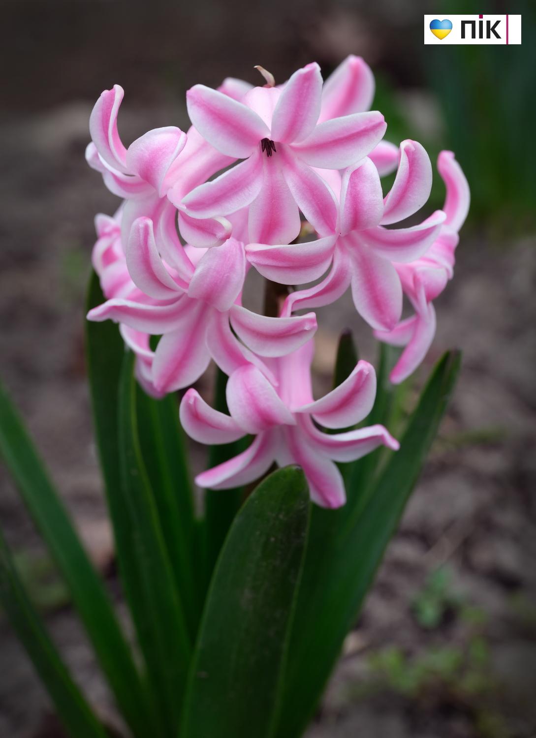 Люди Прикарпаття: перші весняні квіти розквітли в Івано-Франківську (ФОТО) 3 DSCF3417 resize