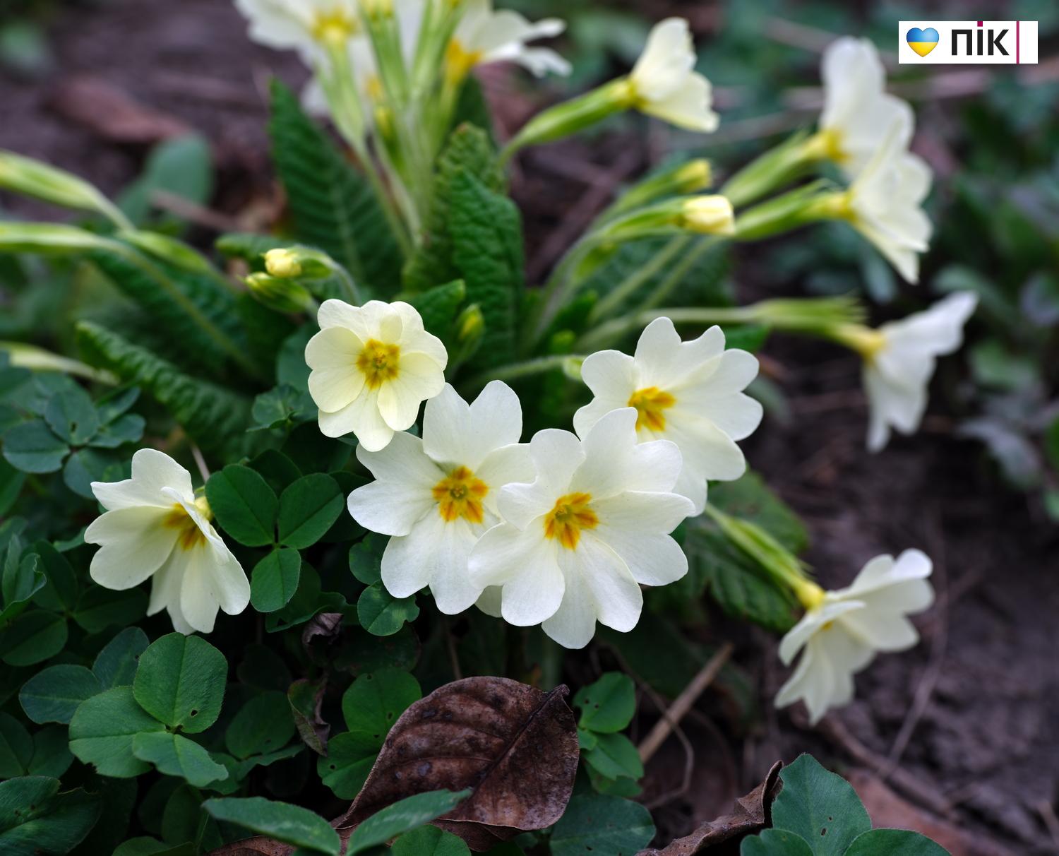 Люди Прикарпаття: перші весняні квіти розквітли в Івано-Франківську (ФОТО) 15 DSCF3423 resize