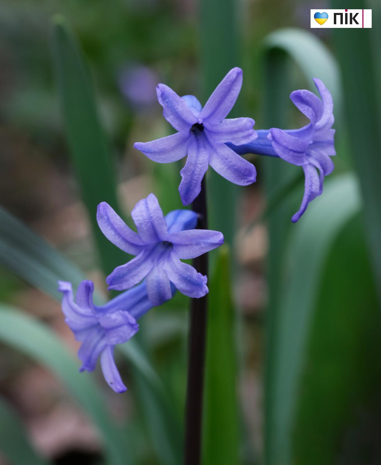 Люди Прикарпаття: перші весняні квіти розквітли в Івано-Франківську (ФОТО) 4 DSCF3425 resize