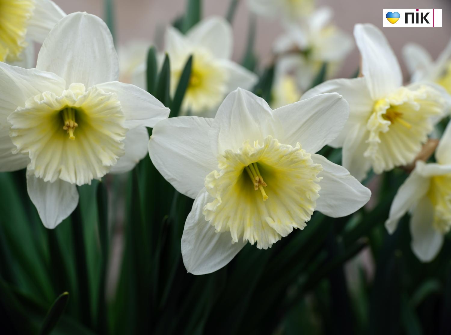 Люди Прикарпаття: перші весняні квіти розквітли в Івано-Франківську (ФОТО) 16 DSCF3434 resize