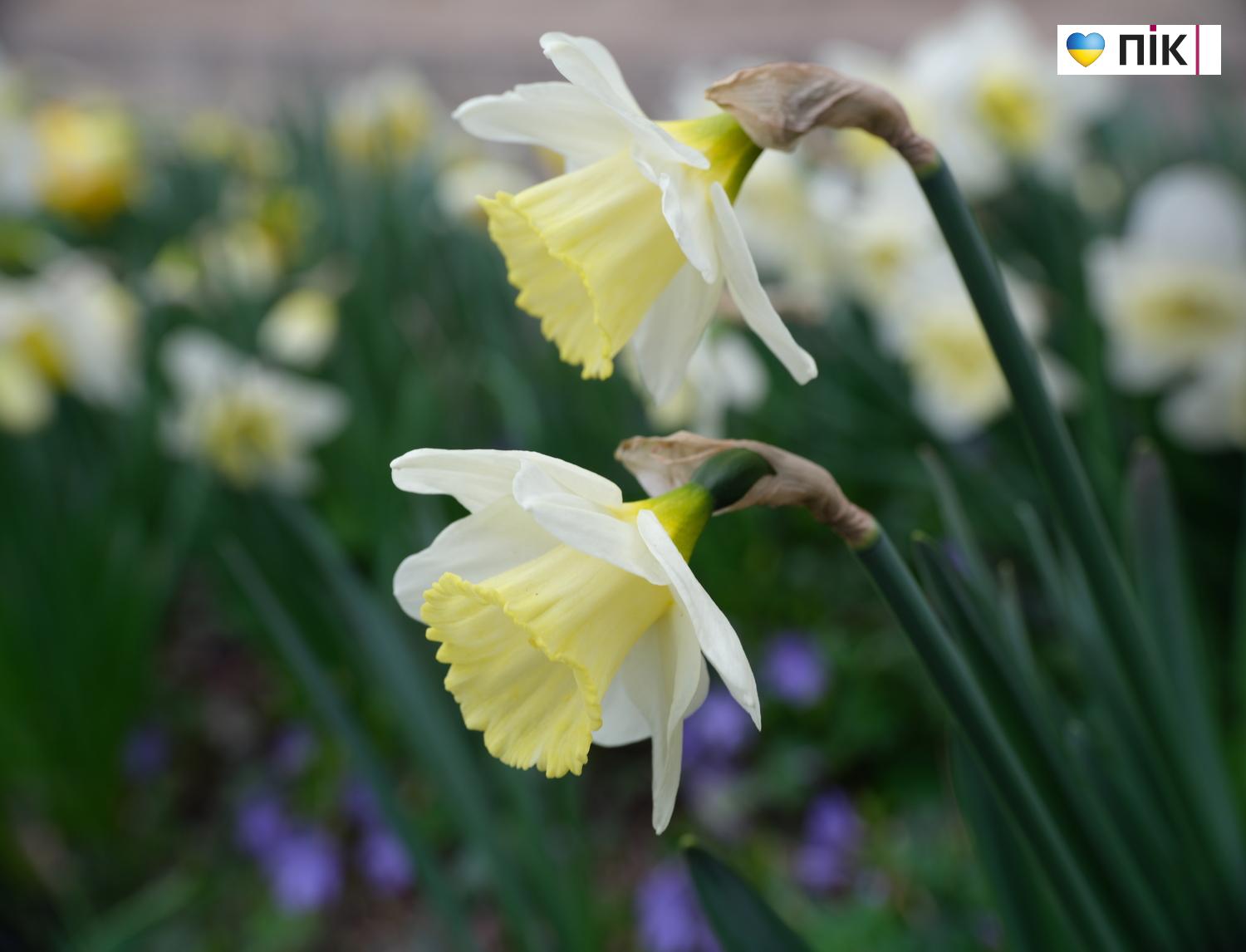 Люди Прикарпаття: перші весняні квіти розквітли в Івано-Франківську (ФОТО) 17 DSCF3438 resize
