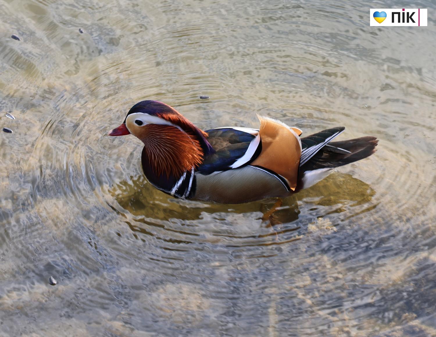 Люди Прикарпаття: в парку Шевченка в Івано-Франківську (ФОТО) 36 G71A0042 resize 1