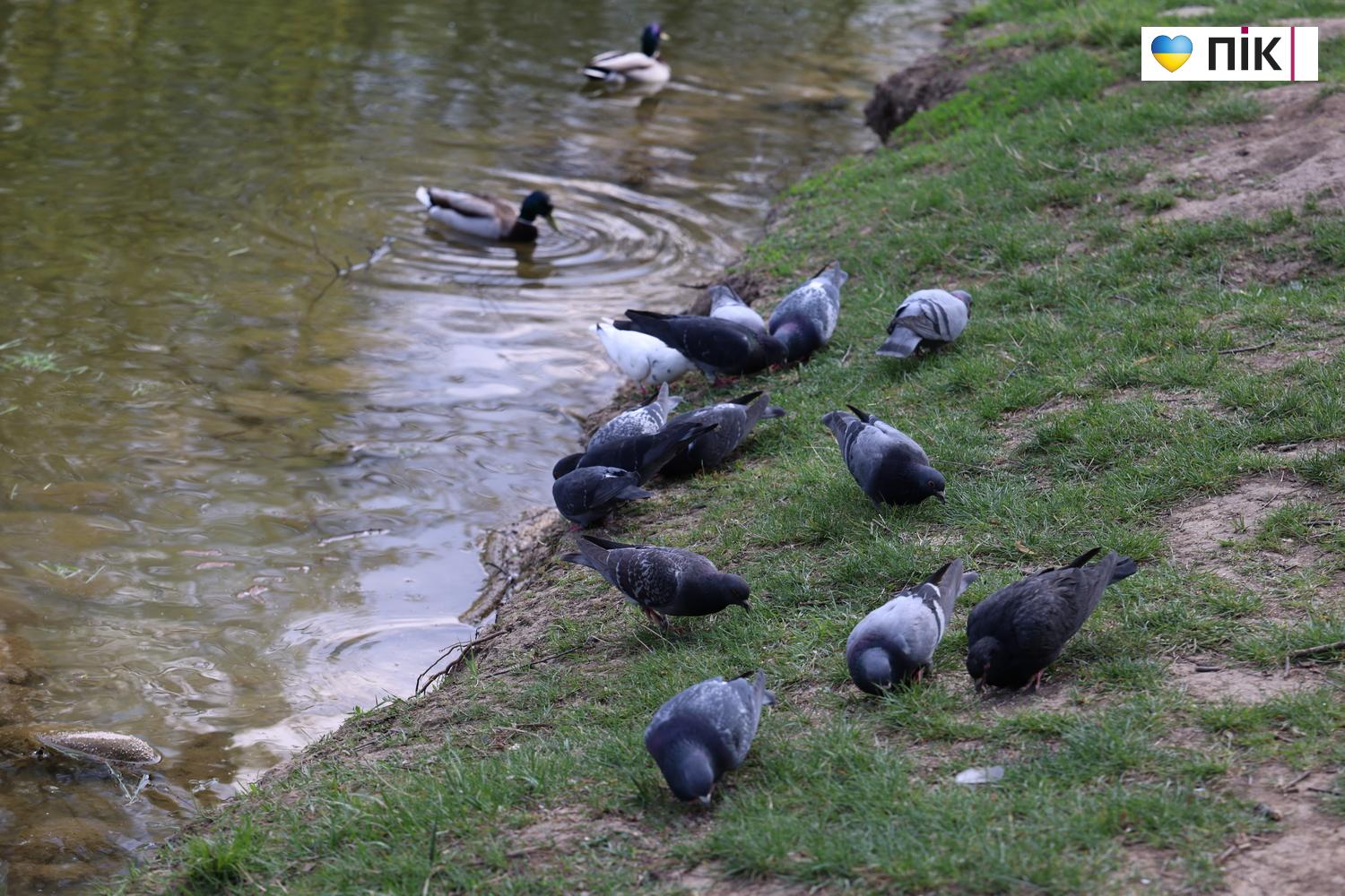 Люди Прикарпаття: в парку Шевченка в Івано-Франківську (ФОТО) 39 G71A0210 resize