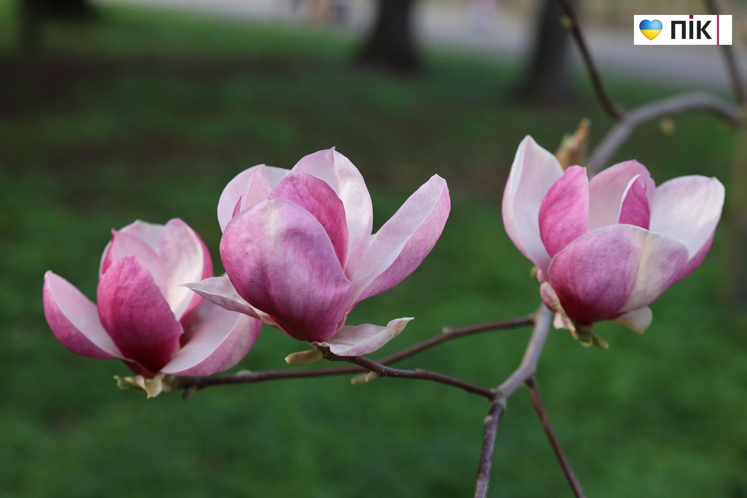 В Івано-Франківську розквітли дерева магнолії (ФОТО) 3 G71A0311 resize