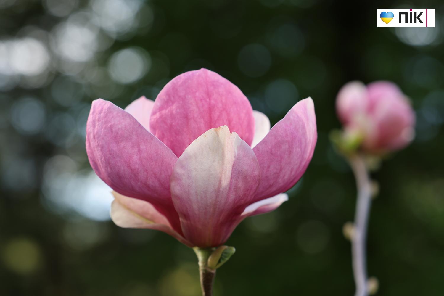 Люди Прикарпаття: в парку Шевченка в Івано-Франківську (ФОТО) 48 G71A0338 resize