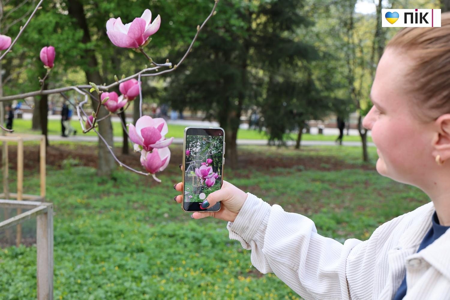 В Івано-Франківську розквітли дерева магнолії (ФОТО) 9 G71A0484 resize 2