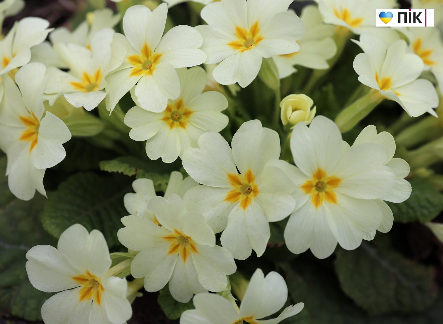 Люди Прикарпаття: перші весняні квіти розквітли в Івано-Франківську (ФОТО) 18 G71A1303 1 resize