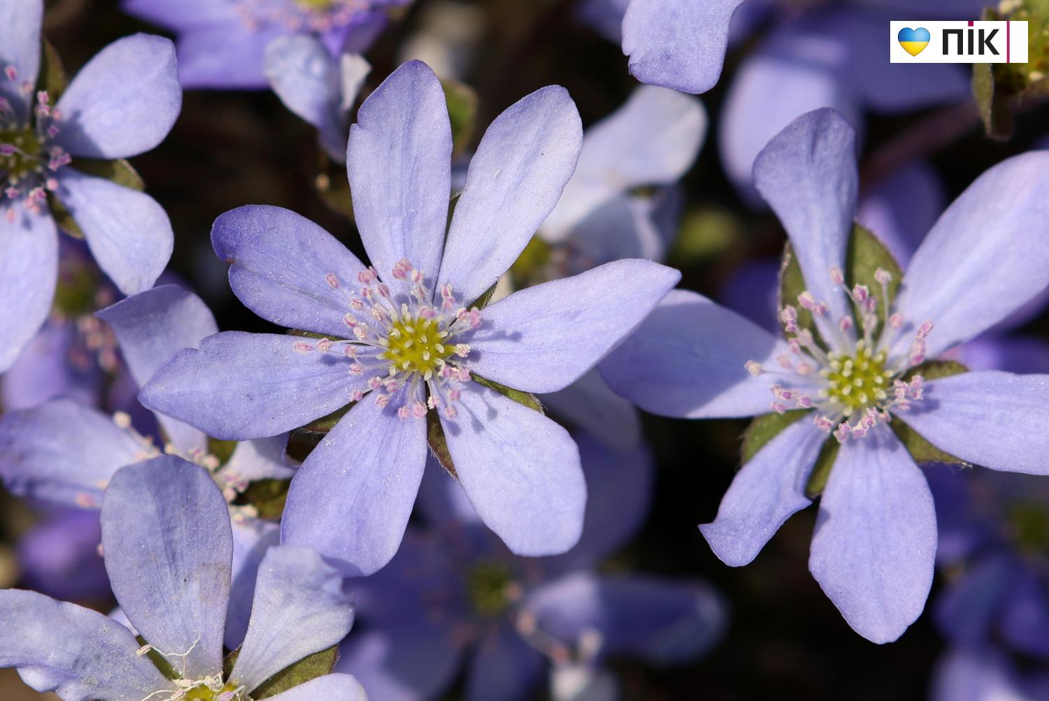 Люди Прикарпаття: перші весняні квіти розквітли в Івано-Франківську (ФОТО) 19 G71A1598 1 resize