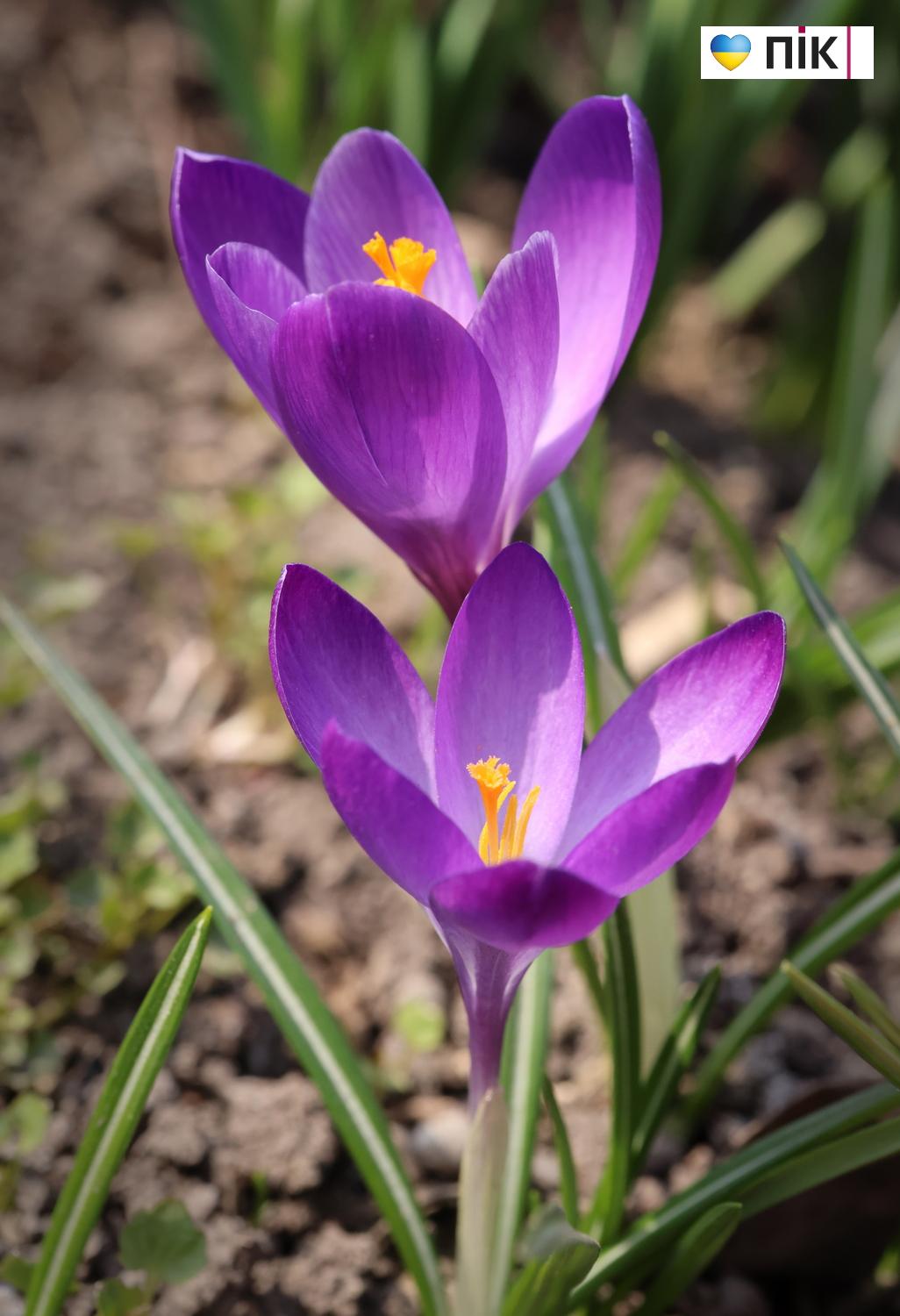Люди Прикарпаття: перші весняні квіти розквітли в Івано-Франківську (ФОТО) 5 G71A1879 resize