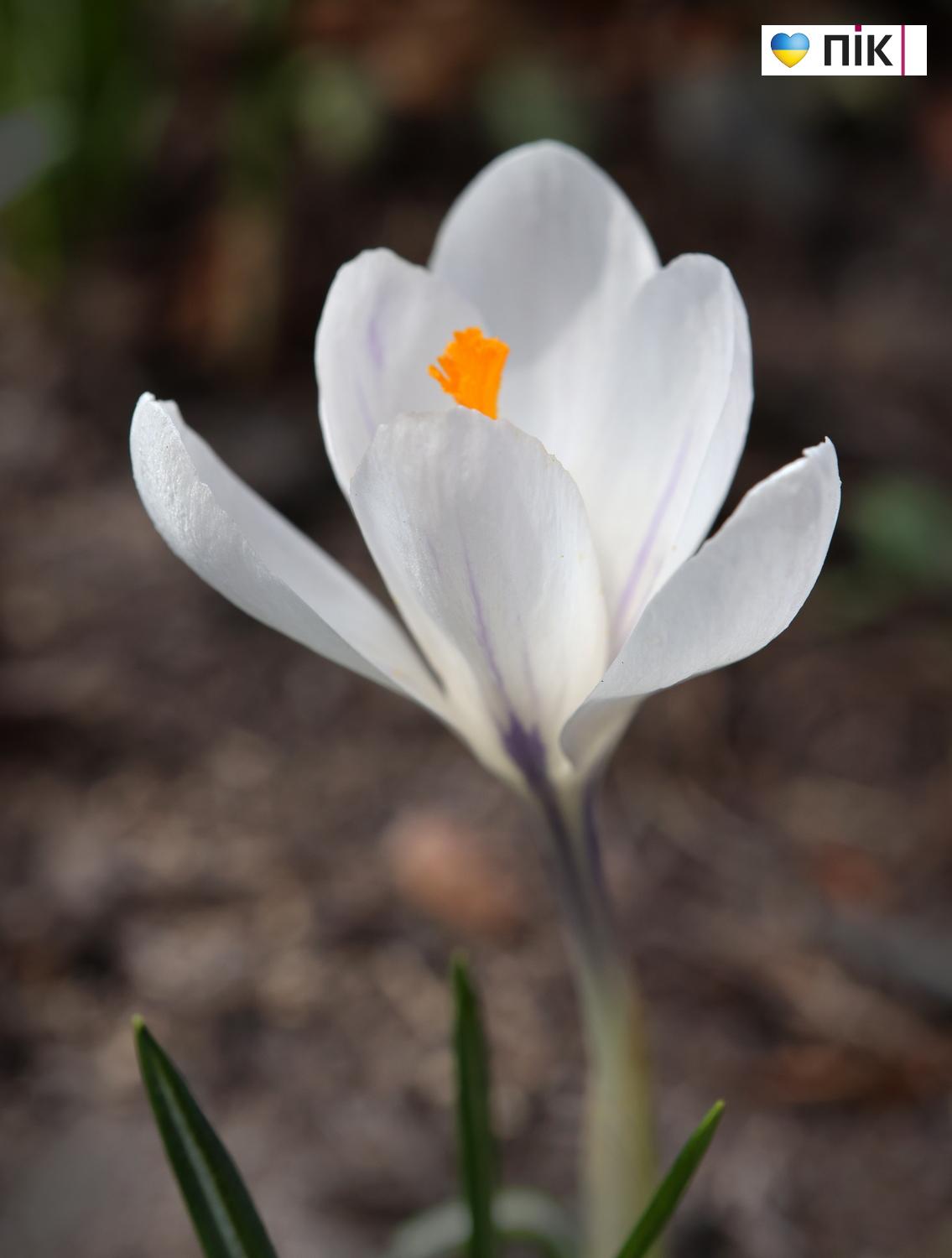 Люди Прикарпаття: перші весняні квіти розквітли в Івано-Франківську (ФОТО) 6 G71A2124 resize