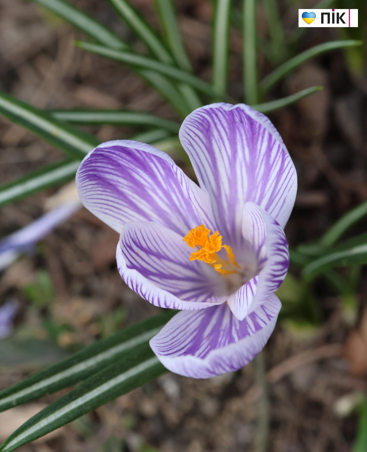 Люди Прикарпаття: перші весняні квіти розквітли в Івано-Франківську (ФОТО) 7 G71A2333 resize