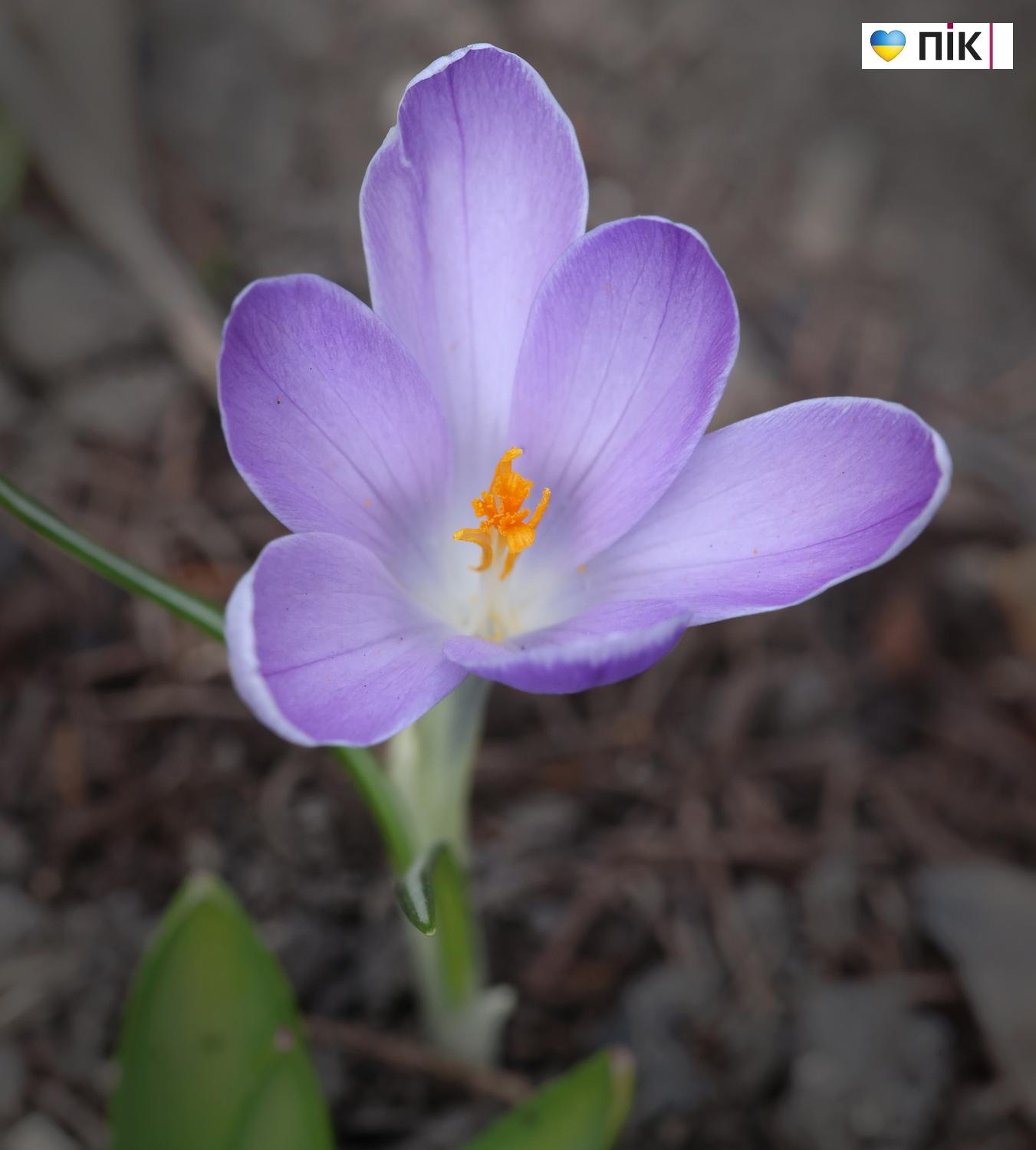 Люди Прикарпаття: перші весняні квіти розквітли в Івано-Франківську (ФОТО) 8 G71A2416 resize