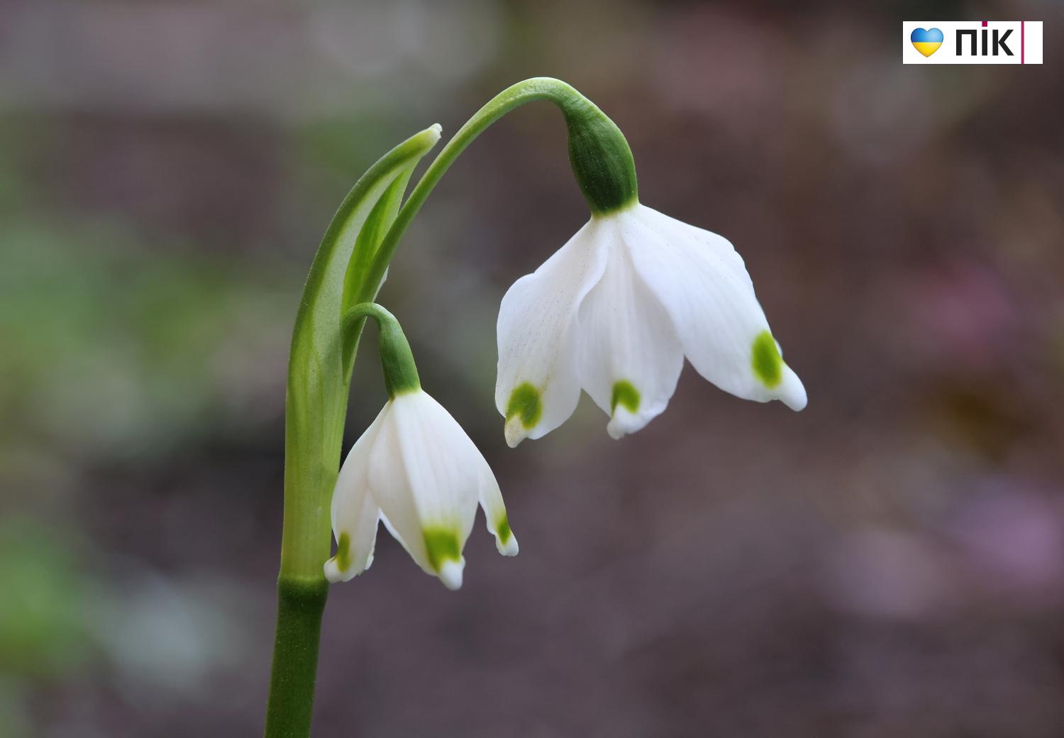 Люди Прикарпаття: перші весняні квіти розквітли в Івано-Франківську (ФОТО) 20 G71A2597 resize