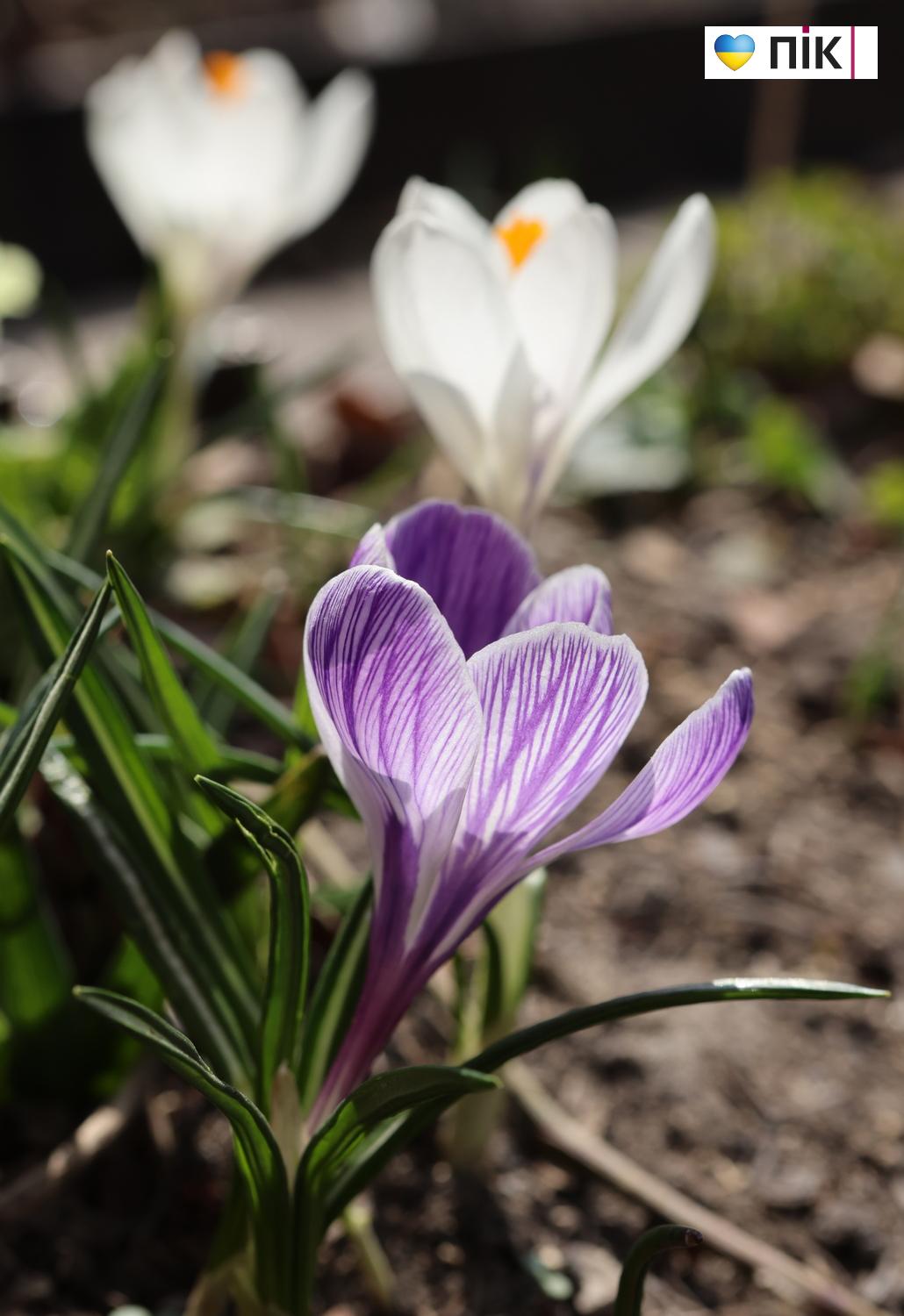 Люди Прикарпаття: перші весняні квіти розквітли в Івано-Франківську (ФОТО) 9 G71A2769 resize