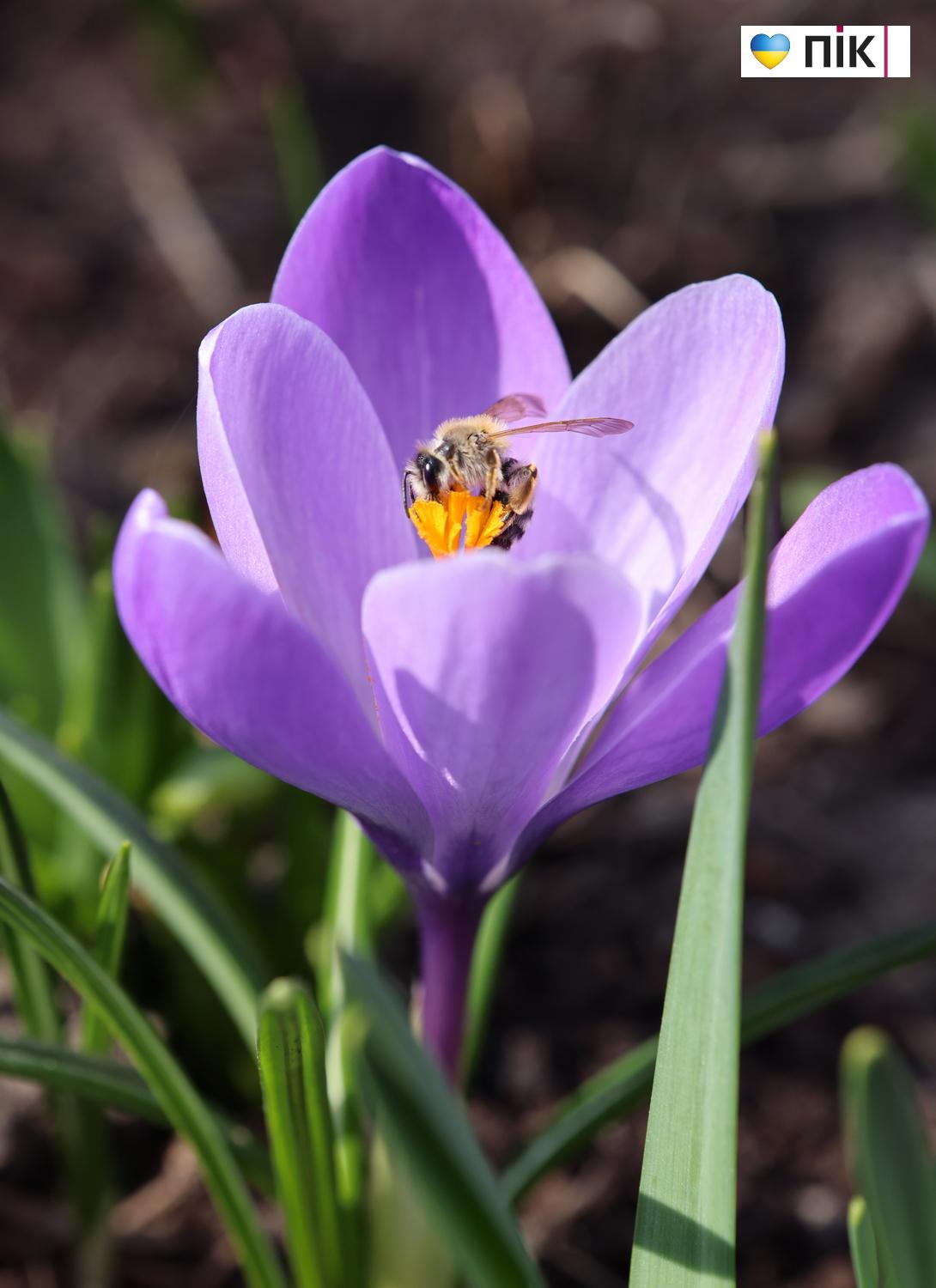 Люди Прикарпаття: перші весняні квіти розквітли в Івано-Франківську (ФОТО) 10 G71A2990 resize
