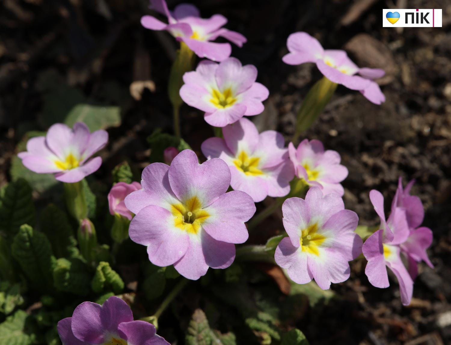 Люди Прикарпаття: перші весняні квіти розквітли в Івано-Франківську (ФОТО) 22 G71A3400 resize