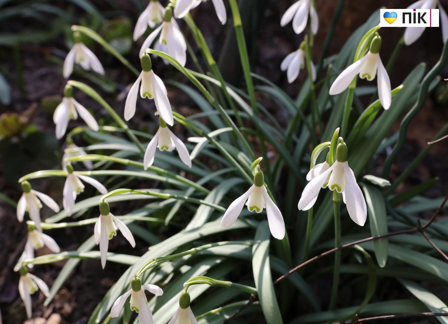 Люди Прикарпаття: перші весняні квіти розквітли в Івано-Франківську (ФОТО) 23 G71A3635 resize