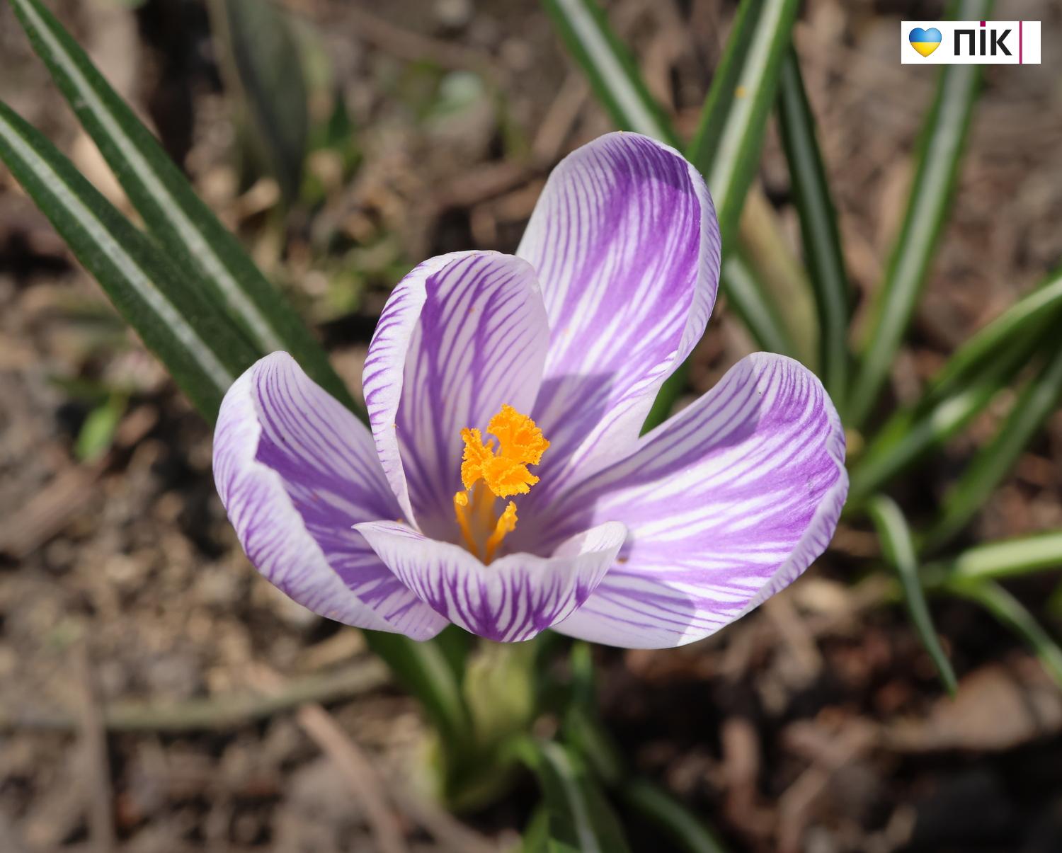 Люди Прикарпаття: перші весняні квіти розквітли в Івано-Франківську (ФОТО) 24 G71A3806 resize