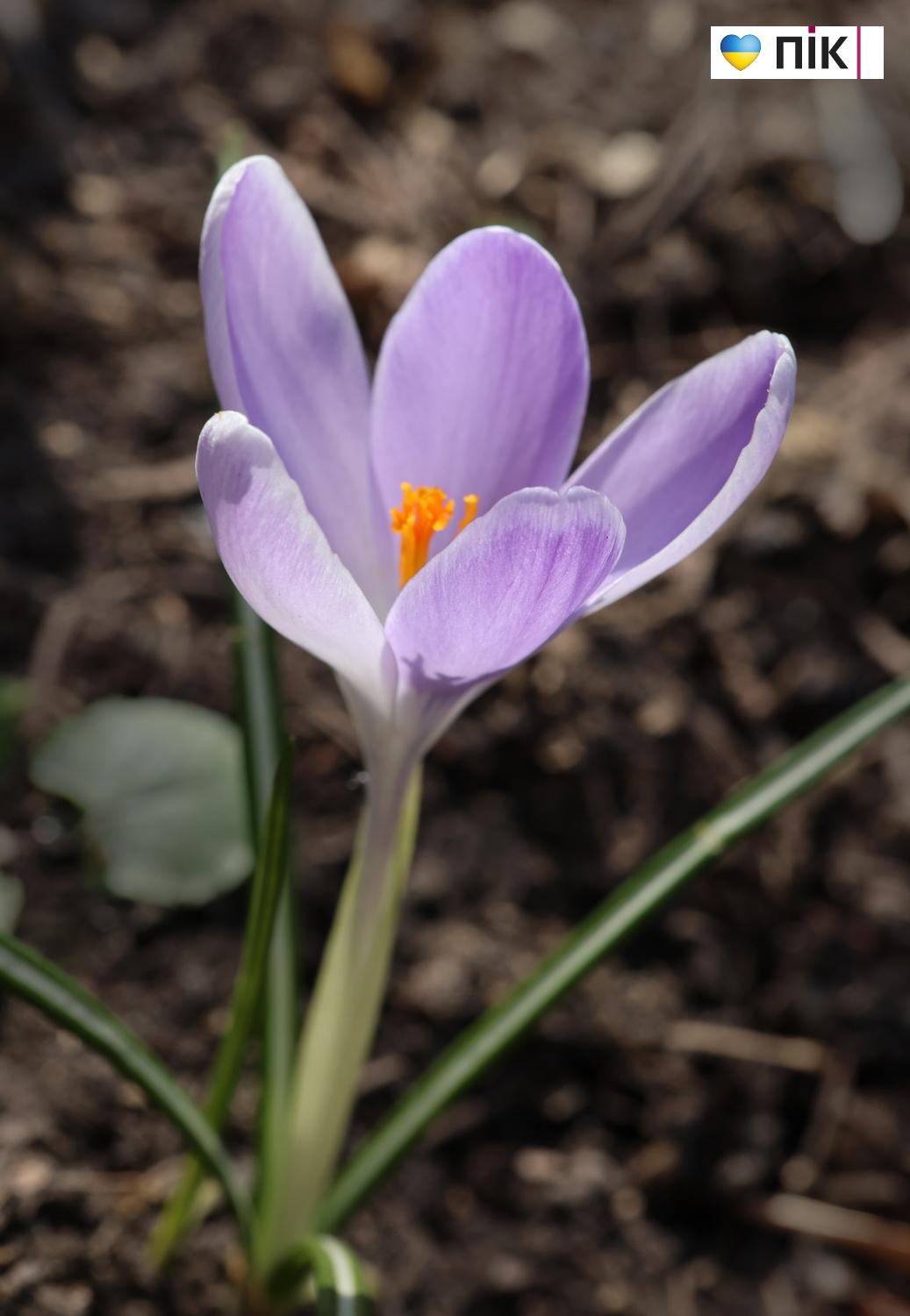 Люди Прикарпаття: перші весняні квіти розквітли в Івано-Франківську (ФОТО) 11 G71A3820 resize