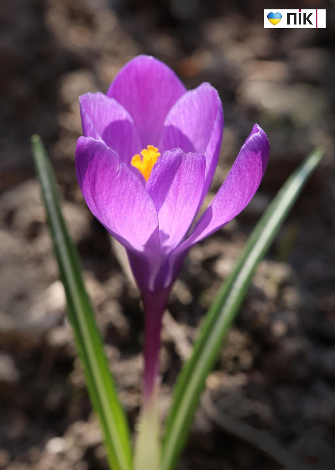 Люди Прикарпаття: перші весняні квіти розквітли в Івано-Франківську (ФОТО) 12 G71A3947 resize