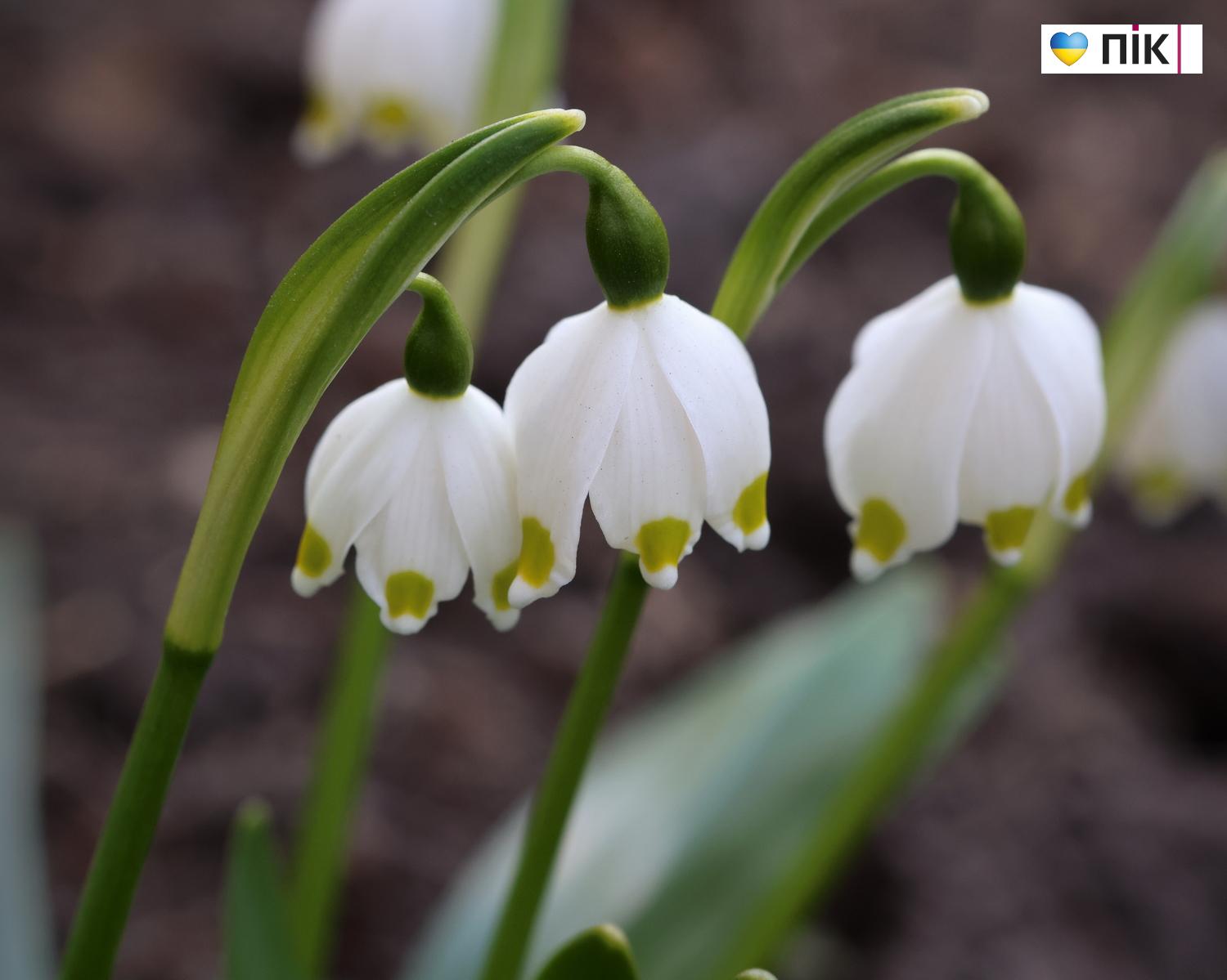 Люди Прикарпаття: перші весняні квіти розквітли в Івано-Франківську (ФОТО) 25 G71A4161 kopiya resize