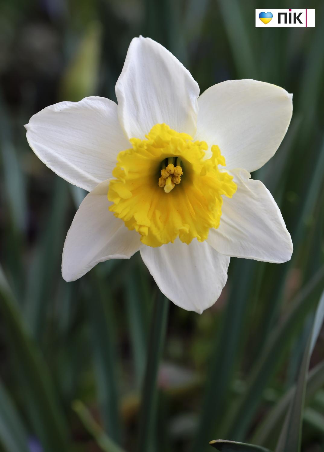 Люди Прикарпаття: перші весняні квіти розквітли в Івано-Франківську (ФОТО) 13 G71A4417 resize