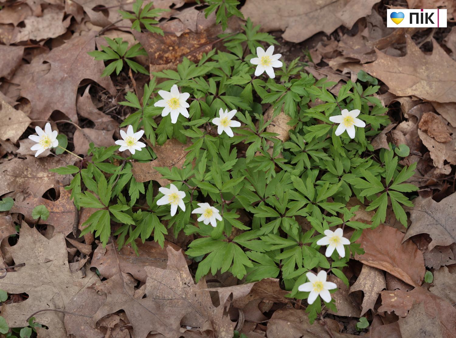 Люди Прикарпаття: перші весняні квіти розквітли в Івано-Франківську (ФОТО) 26 G71A5164 resize