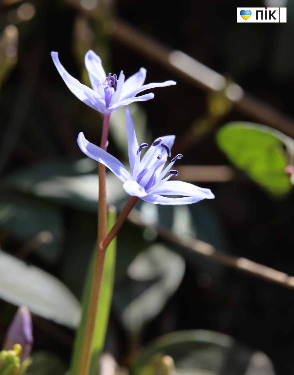 Люди Прикарпаття: перші весняні квіти розквітли в Івано-Франківську (ФОТО) 14 G71A6327 resize