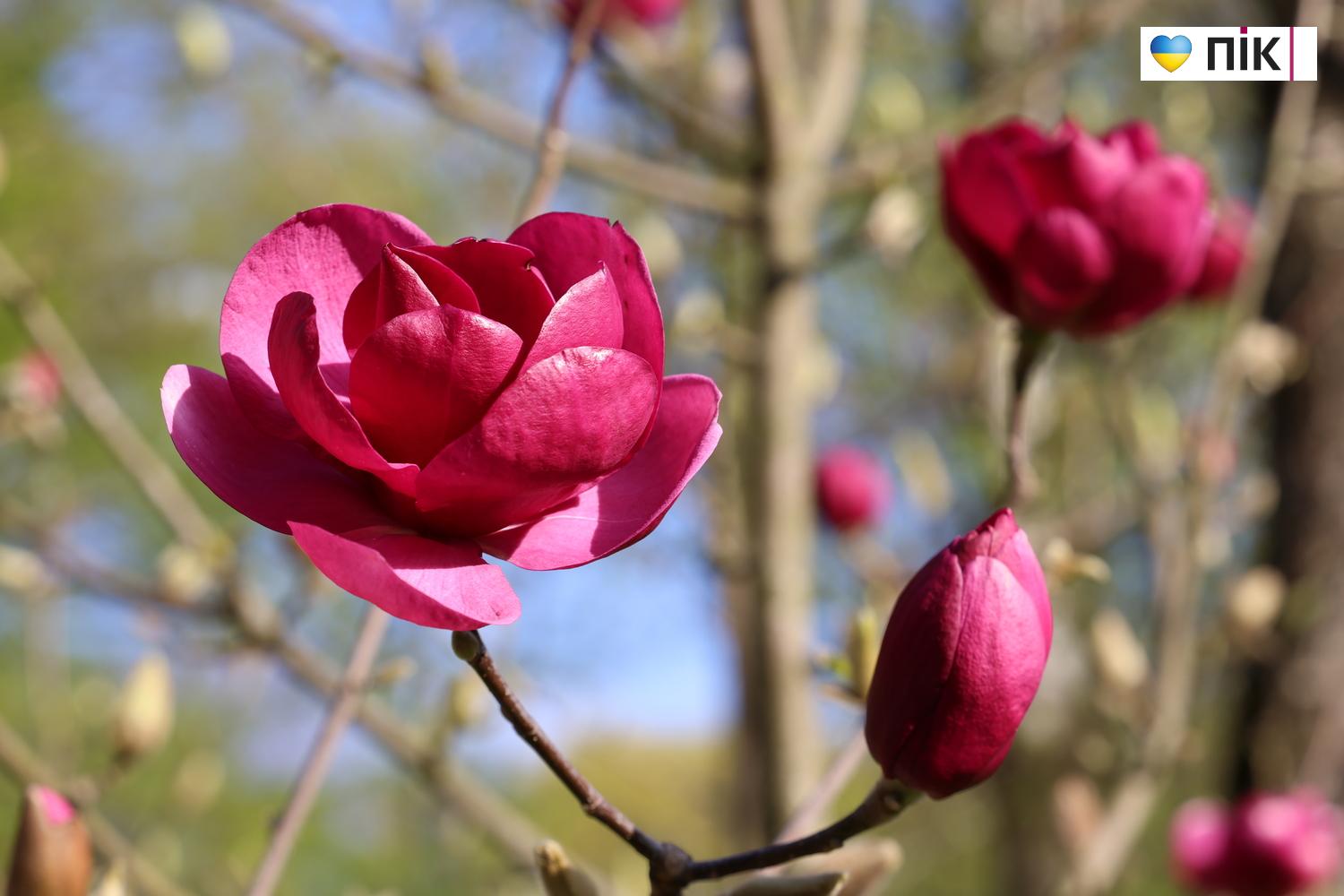 В Івано-Франківську розквітли дерева магнолії (ФОТО) 2 G71A9324 resize