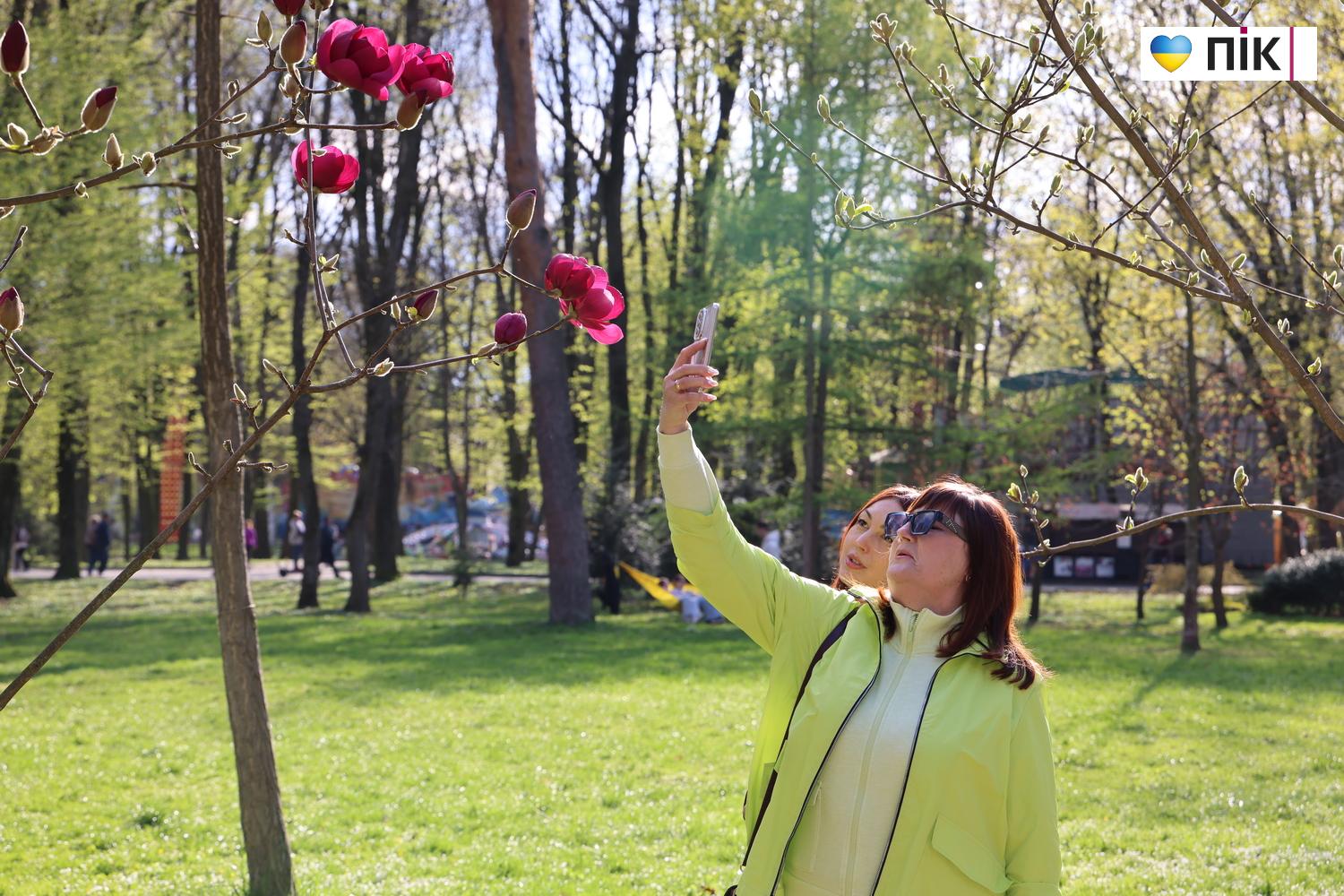 В Івано-Франківську розквітли дерева магнолії (ФОТО) 13 G71A9334 resize