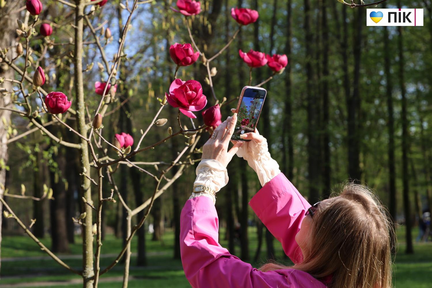 В Івано-Франківську розквітли дерева магнолії (ФОТО) 12 G71A9421 resize