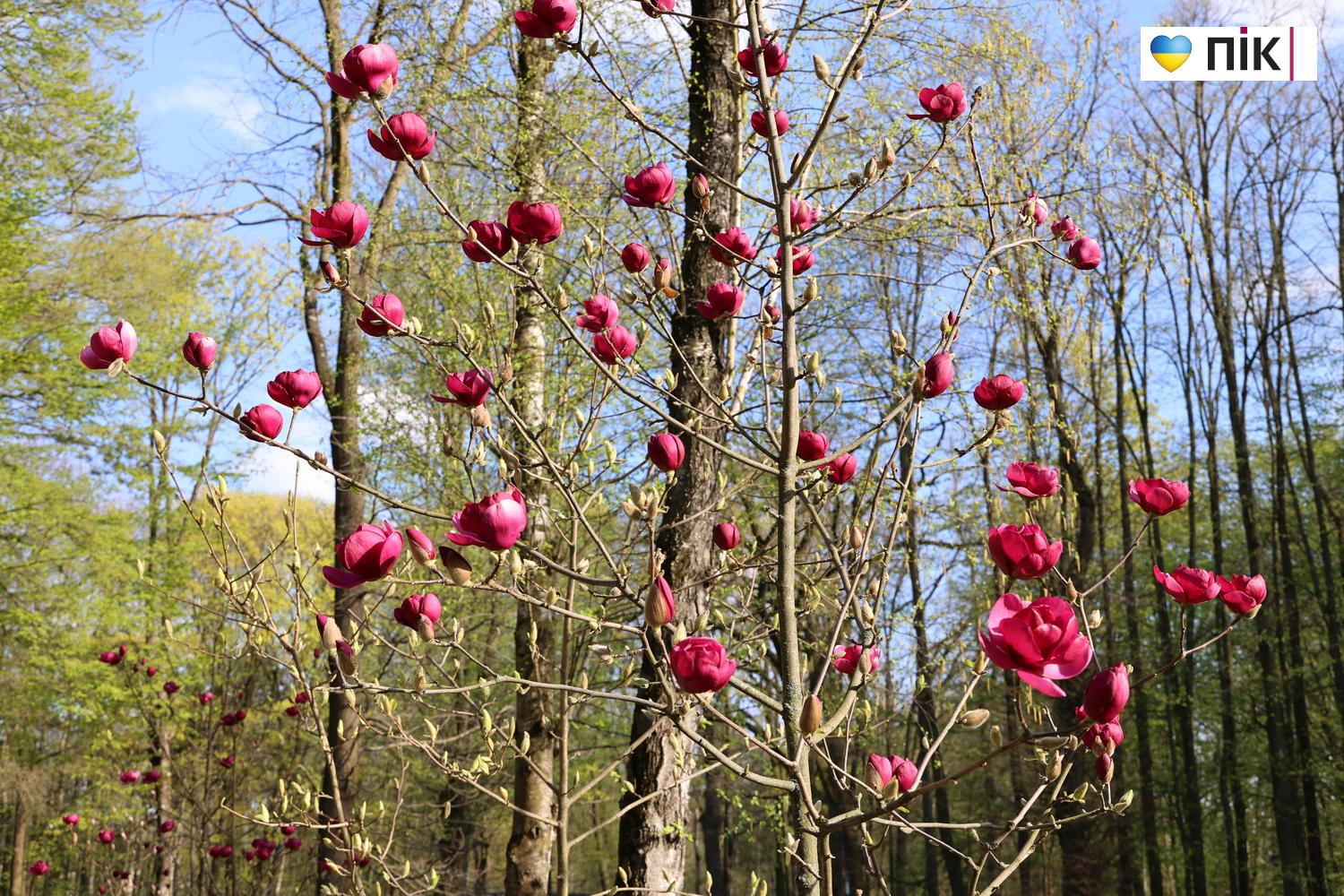 В Івано-Франківську розквітли дерева магнолії (ФОТО) 4 G71A9435 resize