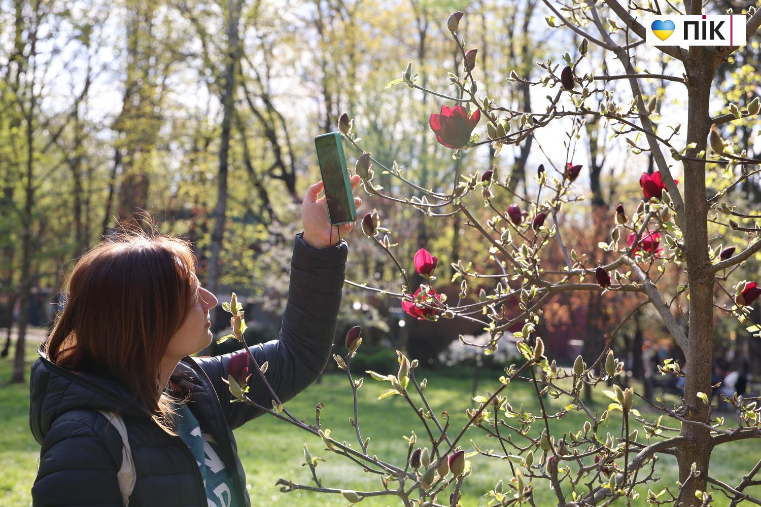 В Івано-Франківську розквітли дерева магнолії (ФОТО) 14 G71A9464 resize