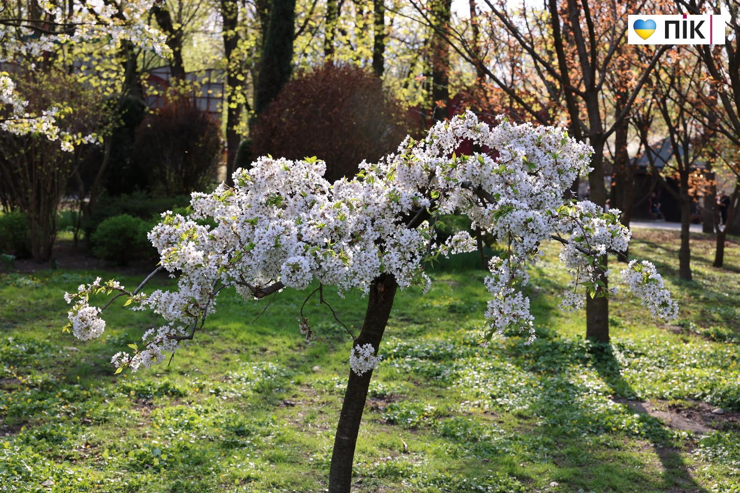 Люди Прикарпаття: в парку Шевченка в Івано-Франківську (ФОТО) 9 G71A9516 resize