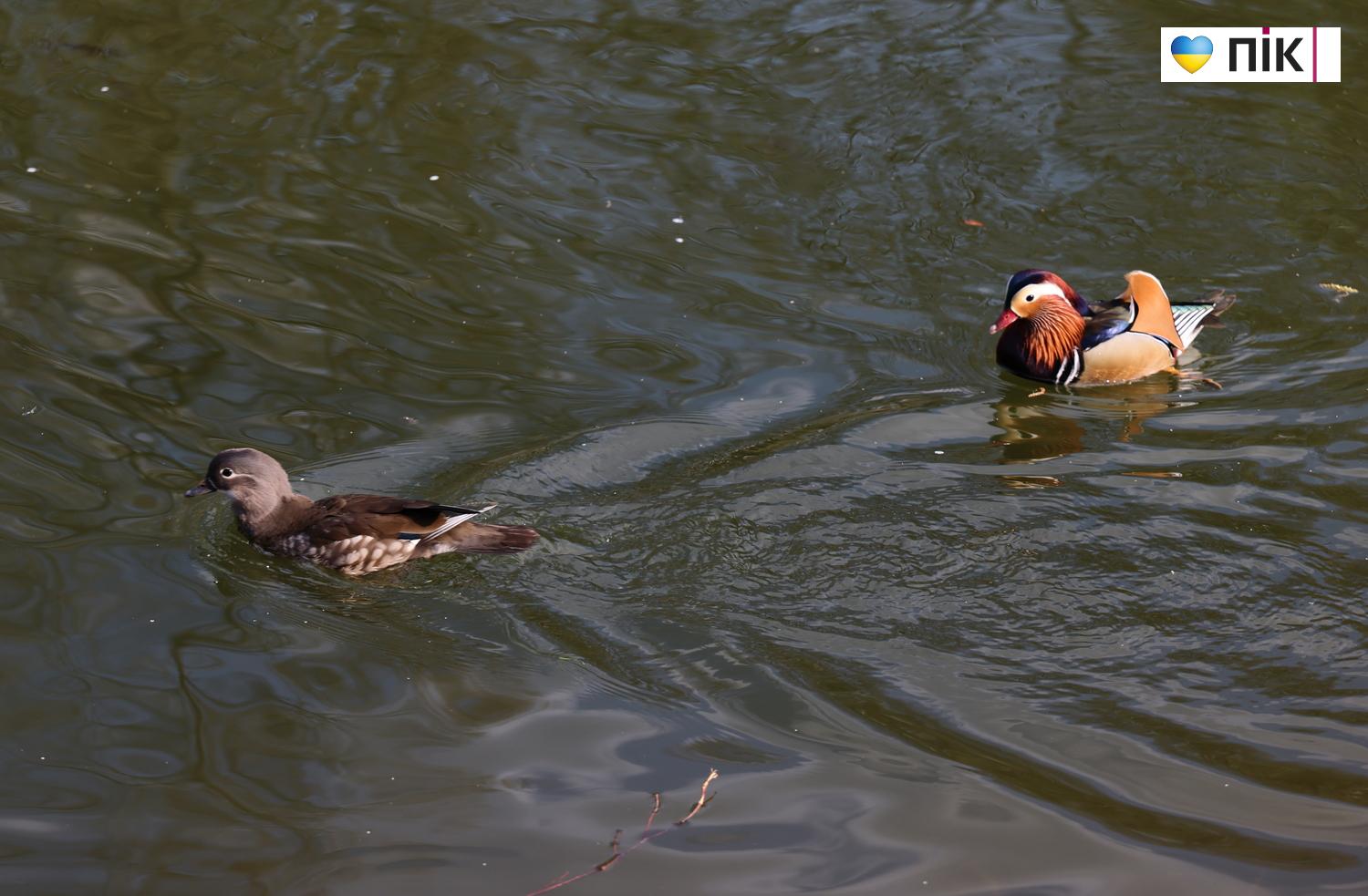 Люди Прикарпаття: в парку Шевченка в Івано-Франківську (ФОТО) 34 G71A9883 resize