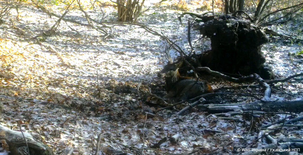WWF Ukrayina   Uzhanskyj NPP 1