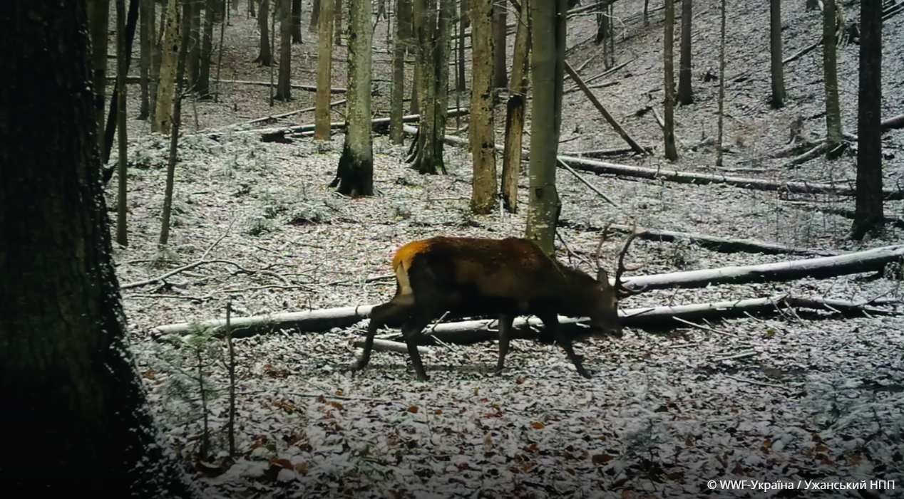WWF Ukrayina   Uzhanskyj NPP 2