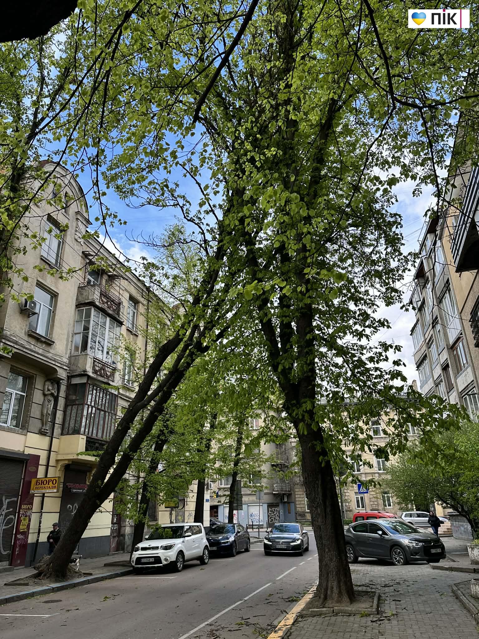 У Франківську буревій повалив дерево в центрі міста (ДОПОВНЕНО) 2 aa32a8d6 09fd 492a a128 17c8147b8283