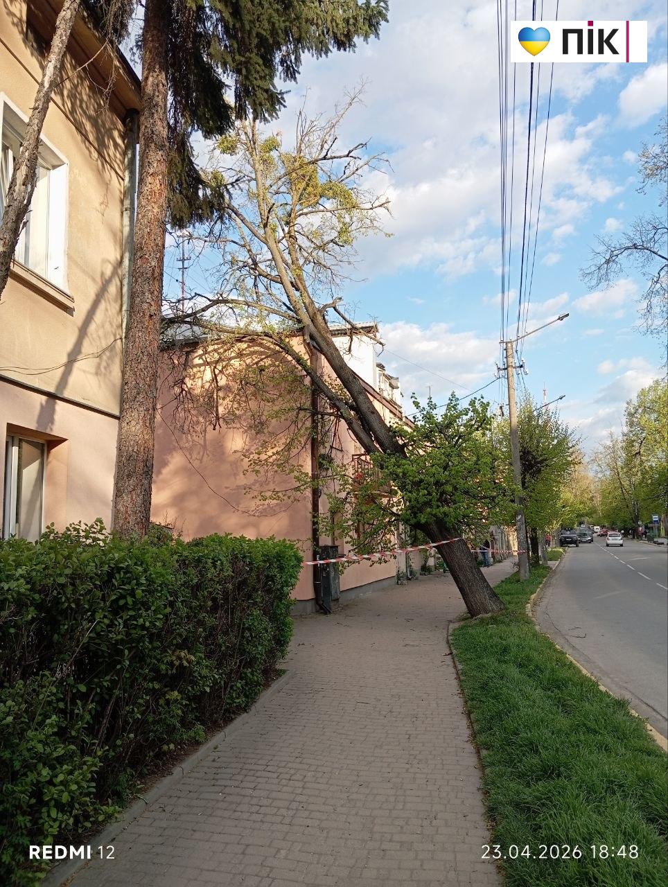 У Франківську буревій повалив дерево в центрі міста (ДОПОВНЕНО) 5 photo 2026 04 23 18 48 49