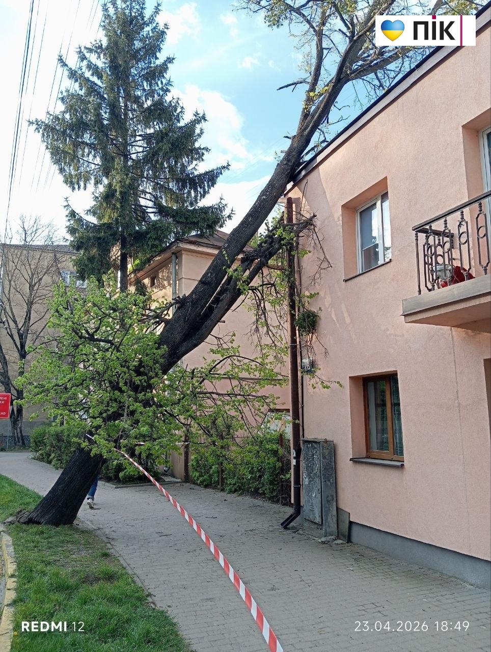 У Франківську буревій повалив дерево в центрі міста (ДОПОВНЕНО) 6 photo 2026 04 23 18 57 03