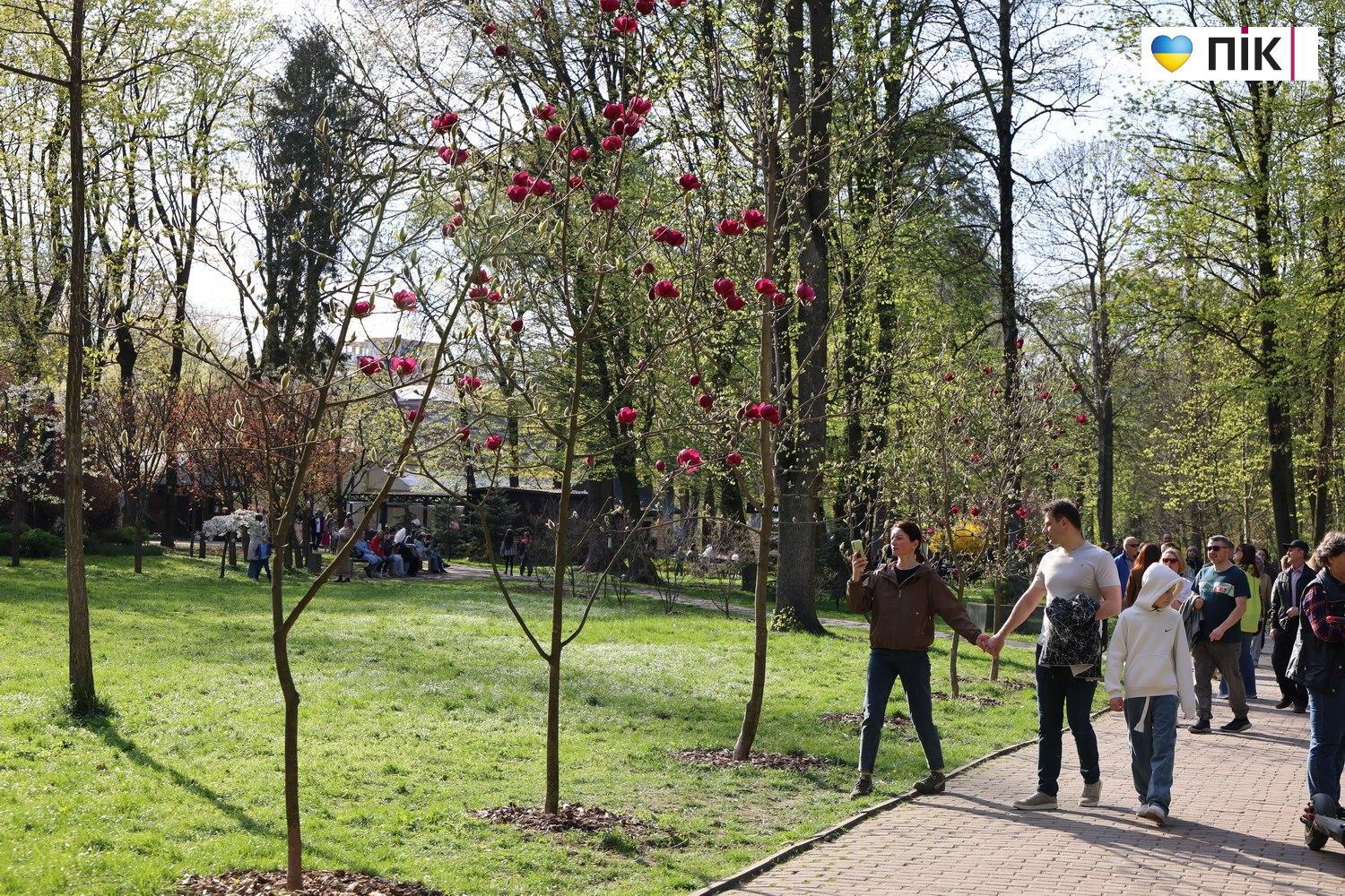 В Івано-Франківську розквітли дерева магнолії (ФОТО) 6 photo 5425098862780684040 w